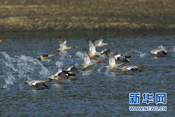 一群中华秋沙鸭在江西省修河修水段水域飞翔(11月11日摄)。近日,一群中华秋沙鸭飞抵江西省修河修水段水域越冬。据目测观察,数量约在70只左右。中华秋沙鸭是第三季冰川期的孑遗物种,距今已有一千多万年,1864年在中国首先被发现,是中国特产稀有鸟类。绝大部分中华秋沙鸭在中国的华中和华南地区越冬,主要的繁殖地是俄罗斯的远东和中国的长白山。2002年以后,中华秋沙鸭被列为国际自然保护联盟(IUCN)濒危动物《红色名录》中的濒危(E)物种,中国目前只有200至250对。