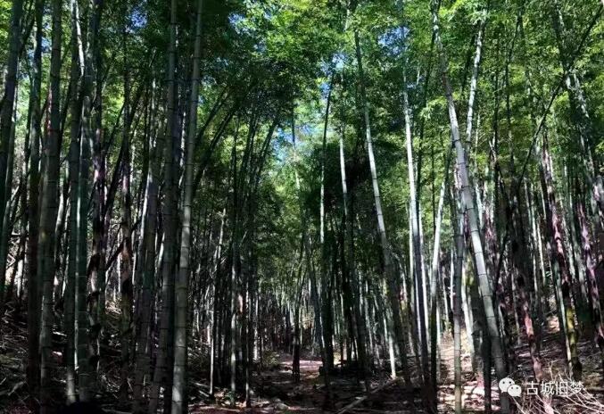 重游黄龙山
